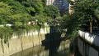 駒塚橋 椿山荘がよく見えます