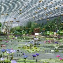 飛び回るインコたち