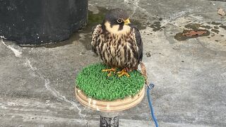 鳥好きには最高の場所