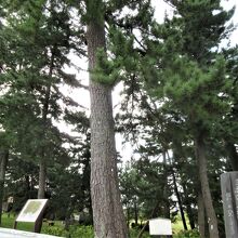 『日本の名松百選』にもなっている