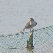オオタカとハクセキレイの幼鳥