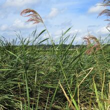 ススキではなく、ヨシ（またはアシ）