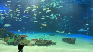 小ぶりながら楽しい