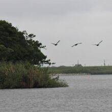 カルガモがたぬき島の向こうへ飛んで行きました