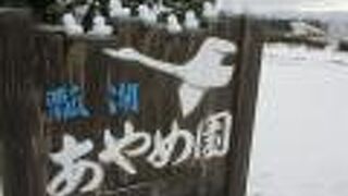 シベリアから飛来