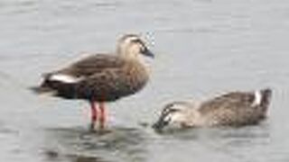 道の駅・川の駅 水の郷さわら裏の利根川でカルガモとオオバンを見つけました