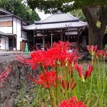 平林寺(彼岸花)