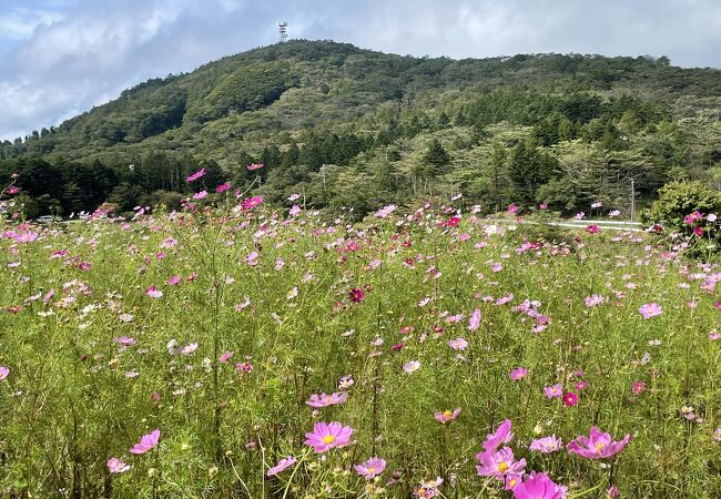 一面のコスモス畑