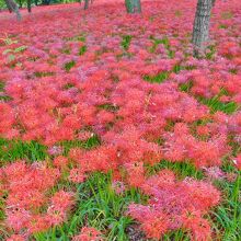 曼殊沙華