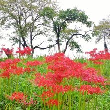 曼殊沙華