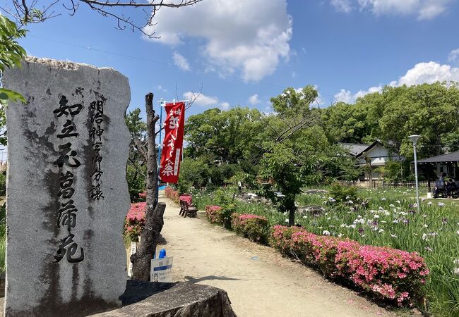 知立神社に隣接する知立公園の花しょうぶまつり