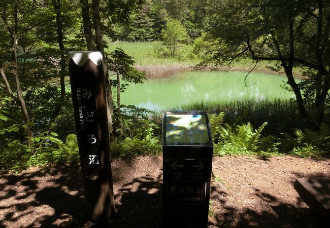 五色沼ビジターセンターから五色沼自然探勝路を進んで３つ目に現れる池です。