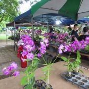土、日曜日の9時00分～18時00分まで営業する労工公園傍の花市で格安で植木を買うことができます