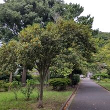 独特な芳香の楽園に