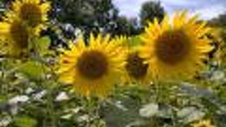 ヒマワリがいっぱい