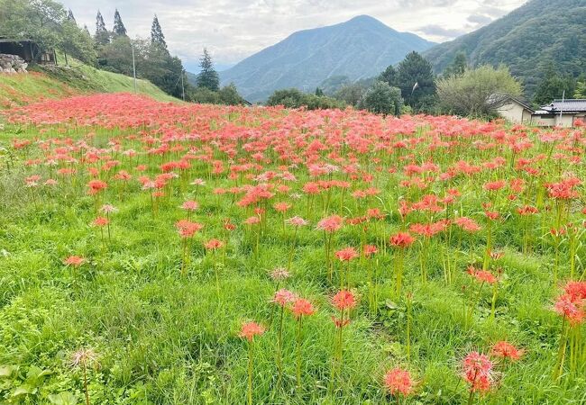 富士見台高原(長野県阿智村)