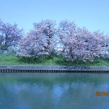 運河横の遊歩道にはまだ【桜】が残っていた。