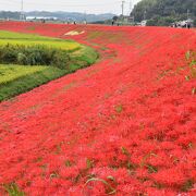 ごんの秋まつり～堤を赤く染める彼岸花