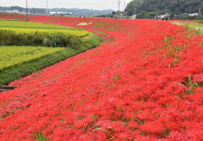 新美南吉生誕百年　ごんの秋まつり　はんだ赤レンガ建物一般公開