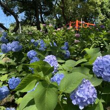 お昼からでも、それほど混雑もなくよかったです