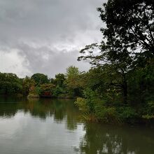 葉っぱがほぼ緑一色だけど、中島公園の良さは変わらない！