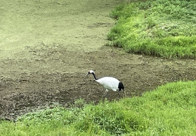 タンチョウ