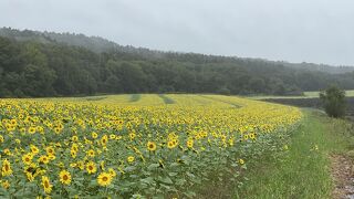 遅い時期に咲いているひまわりが見事