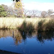 善福寺池を中心に構成されています