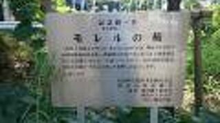 エドモンド・モレルの生誕１７０年を記念して植えられた桜の木