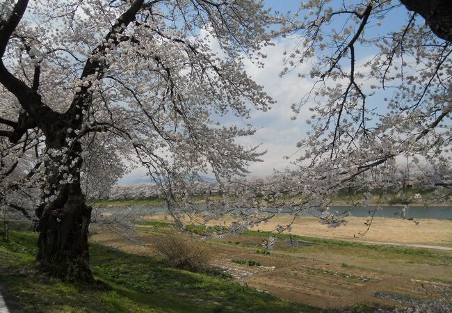 桜の季節がおすすめ