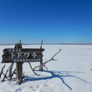 樹齢約100年、消えゆく立ち枯れたトドマツ林