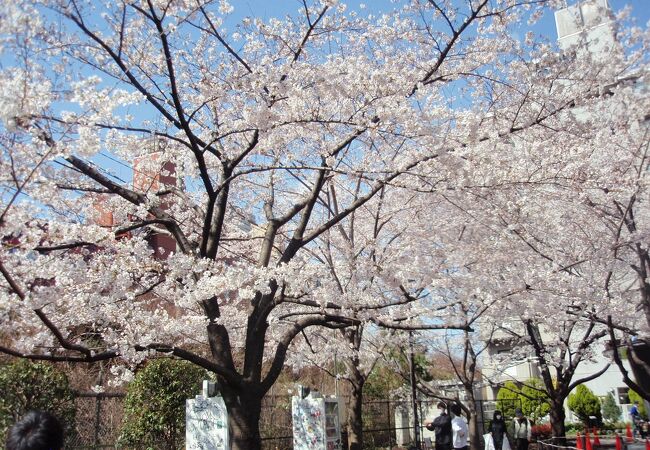  渋谷散策(3)で神宮通公園に寄りました