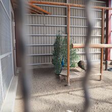 児童遊園地にいたクジャク