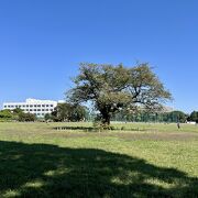 秋晴れの公園は気持ちがいい