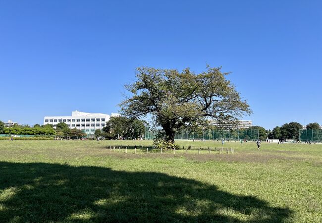 秋晴れの公園は気持ちがいい