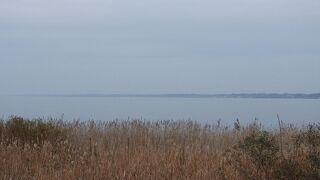 ミサゴが見られました。