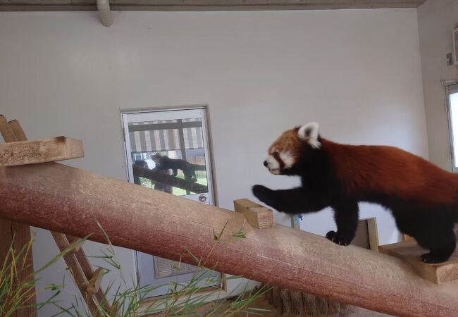 福知山動物園に行きました。