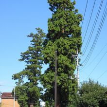 杉の木がそびえ立っています