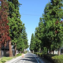 現在13本と少ないし、まだ若い木が多いです