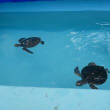 飼育水槽