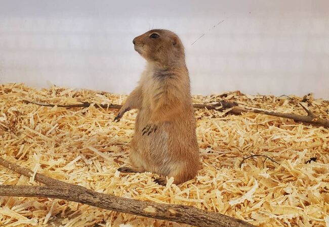 神奈川県の動物園 クチコミ人気ランキングtop17 フォートラベル
