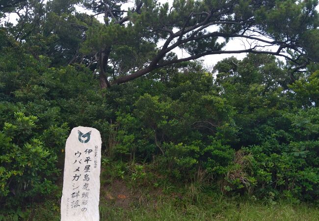 伊平屋島のウバメガシ群落