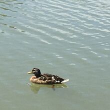 池の鴨