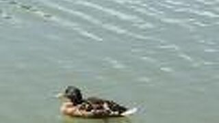 遊具は小さい子向け