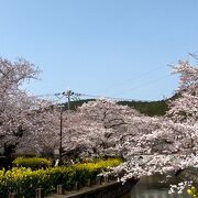 満開の桜と黄色が鮮やかな菜の花とのコラボ