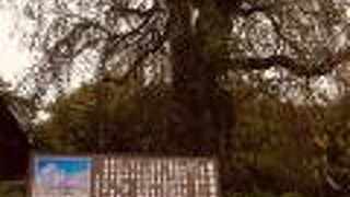 垂れ下がった枝