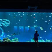 都市型水族館