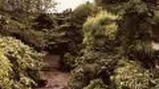 草木がたくさん茂る