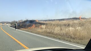 春はこれが有名