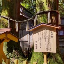 夫婦杉は台風にも倒れることなく、老若男女のカップルが3回巡る